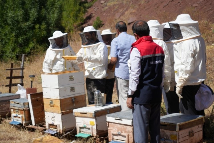 Erzincan'da Geven Balı hasadı yapıldı