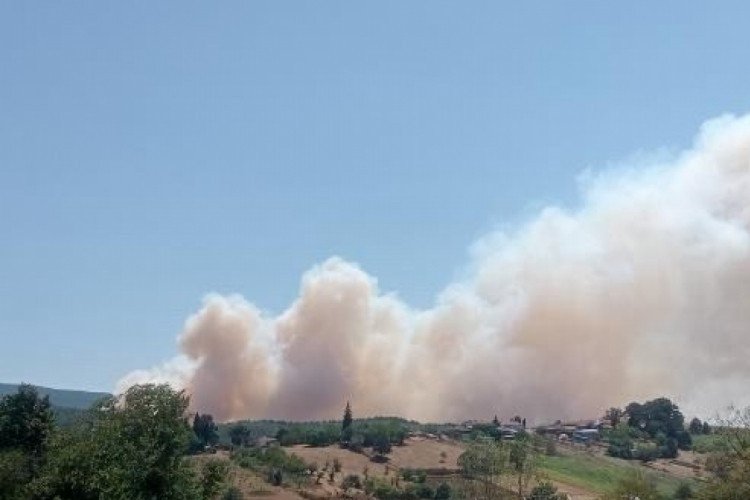 Kocaeli'de orman yangını başladı