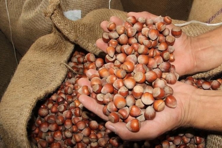 Fındık fiyatı ne kadar? Fındık kaç TL? (16 Ağustos 2025)