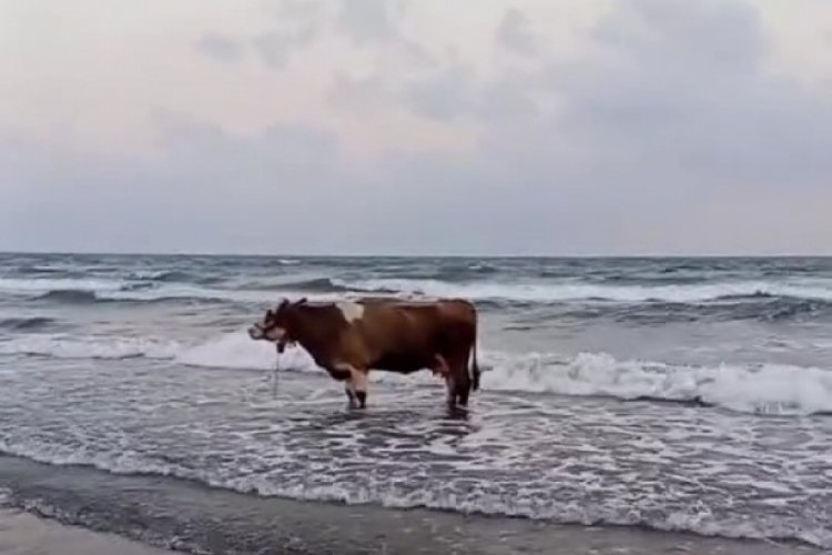 Kavurucu sıcaktan bunalan inek soluğu denizde aldı