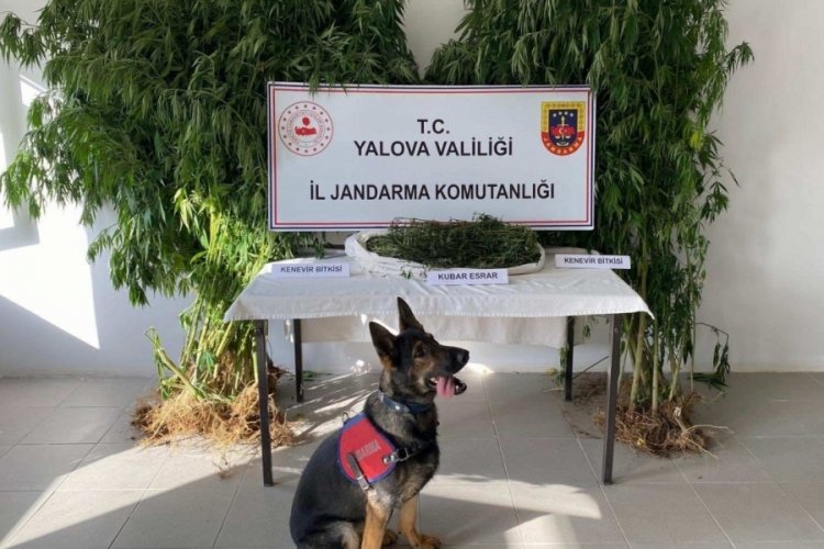 Jandarmadan uyuşturucu tacirlerine operasyon!