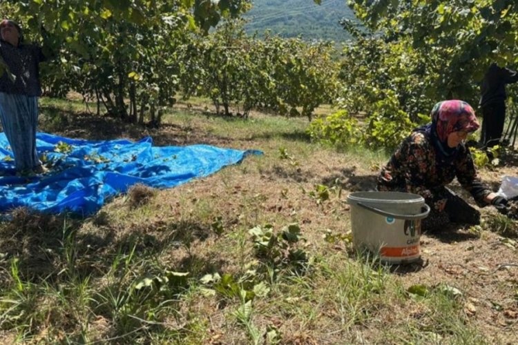 Fındık hasadı başladı, tırpan ücretleri rekor kırdı