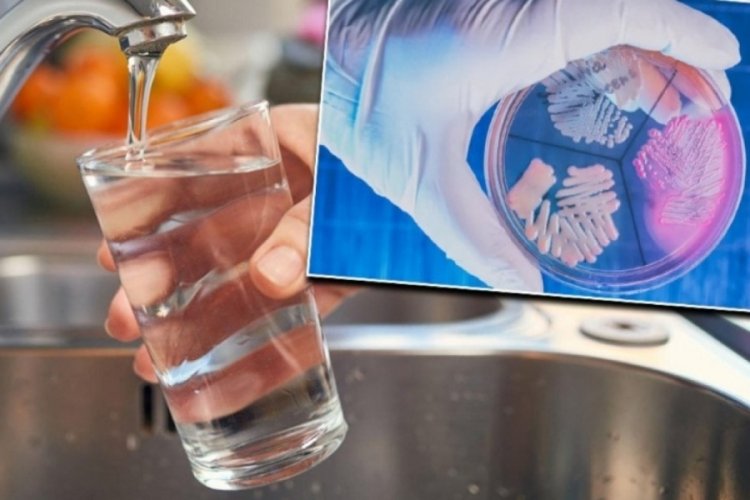 Marmara ve Ege Denizi'nde 'vibrio' bakterisi alarmı