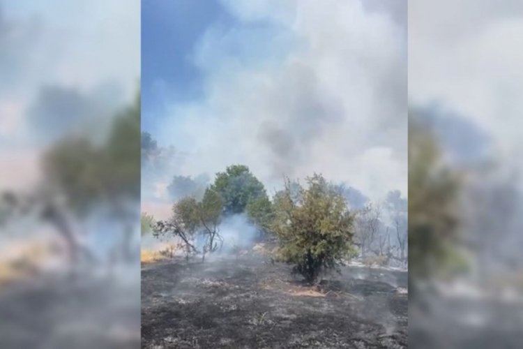 Malatya'da orman yangını! 