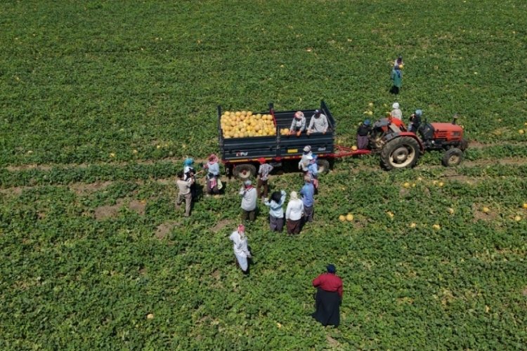 Kadın işçiler ekmek parasını topraktan çıkarıyor 