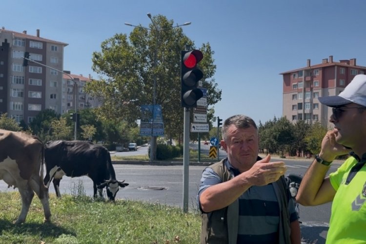 Firar eden inekler şehir merkezine indi...