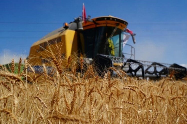 Ekonomik olmayan 5 binin üzerinde biçerdöver hasat yapıyor