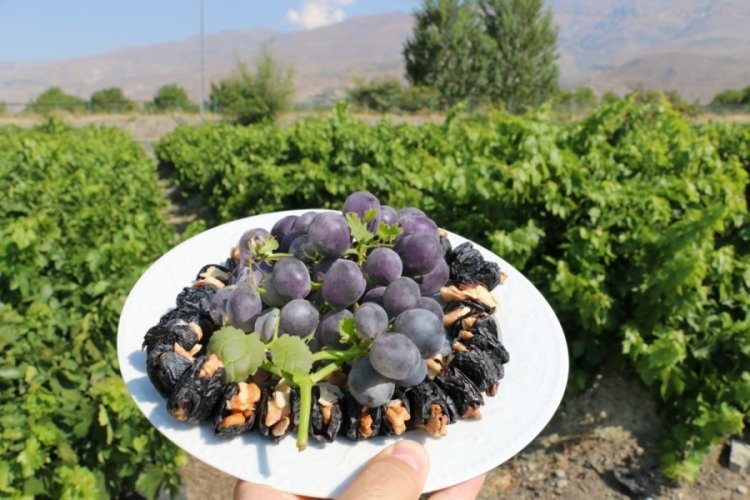 Tescilli Cimin üzümünde hasat zamanı