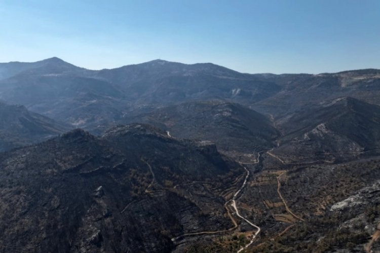 Orman yangınından geriye kalan acı manzara