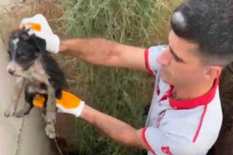 Atık su kuyusunda 2 yavru köpek mahsur kaldı!