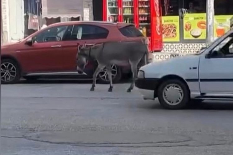 Sokak misafiri eşek, şefkatli ellere emanet