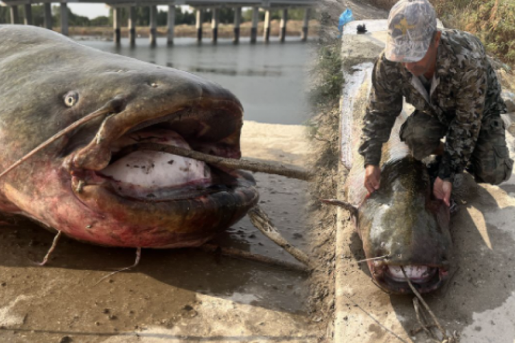 Uzunluğu 2,5 metre, ağırlığı 100 kilo! Meri&ccedil; Nehri'nde yakalandı