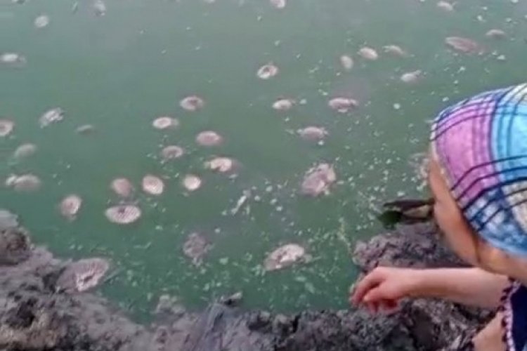 Tekirdağ'da gölette oksijen azalması nedeniyle balık ölümleri yaşandı