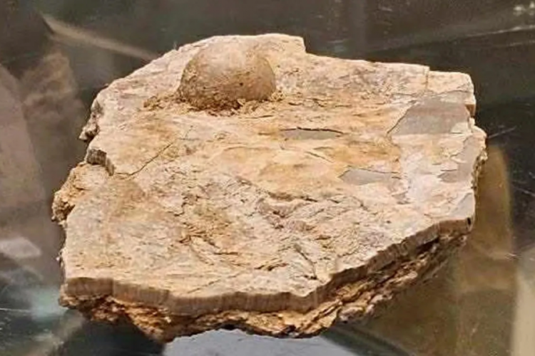 Turist buldu, paleontologlar doğruladı: 100 milyon yıllık fosil inci