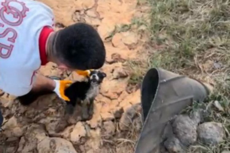 Atık su kuyusunda mahsur kalan 2 yavru köpek kurtarıldı! O anlar kamerada