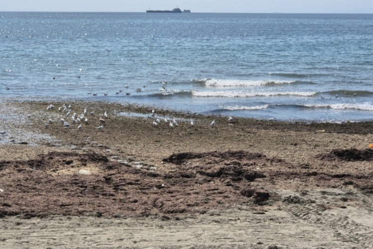Tekirdağ'da deniz adeta kara toprak parçasına dönüştü