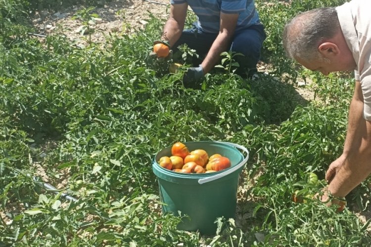 Kayısı meyve vermedi, üretici bahçesine ata tohumu domates ekti