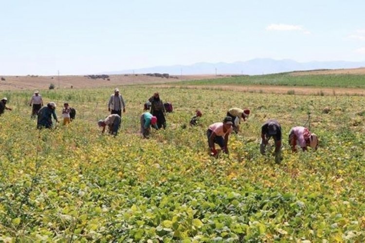 Niğde'de fasulye hasadı başladı