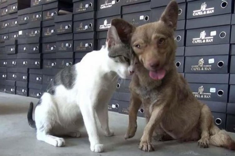 Çöpte bulunan kediye depremzede köpek annelik ediyor