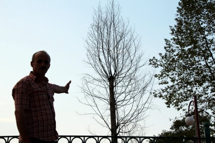 Sakarya'daki asırlık çınar ağaçları kuruyor