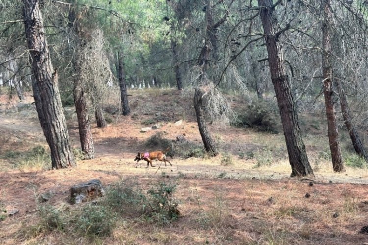 Kayıp yaşlı kadını arama çalışmalarına özel eğitimli köpekler de katıldı