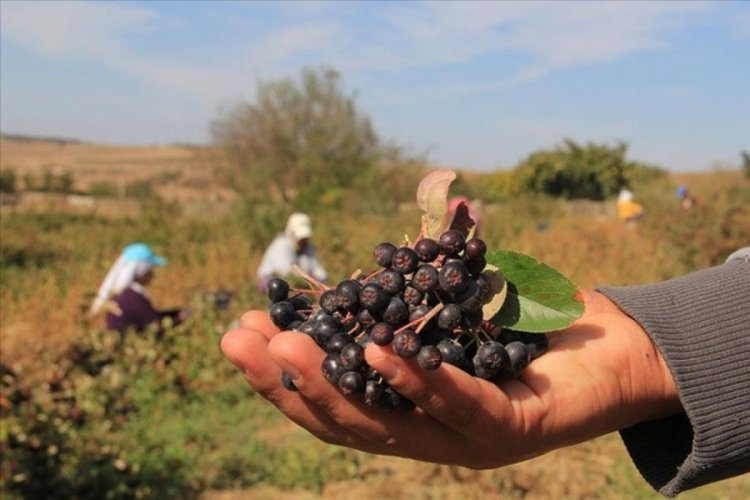 Ekenin yüzünü güldürüyor! Kilosu 500 TL'ye satılıyor