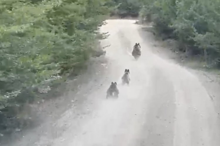 Seyir halindeki aracın önüne çıkan ayı ve yavruları kamerada