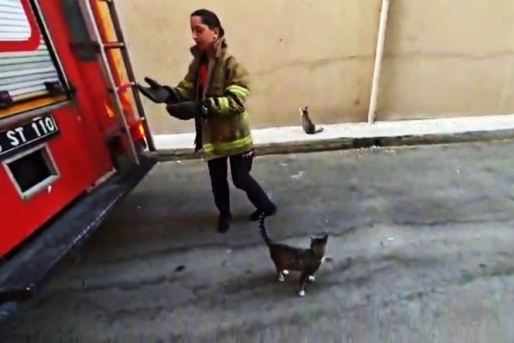 Karabük'te boş daire balkonunda mahsur kalan kedi kurtarıldı