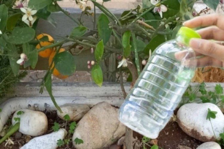 Pet şişe ile hasat yaptı, verimi 2 kat arttı
