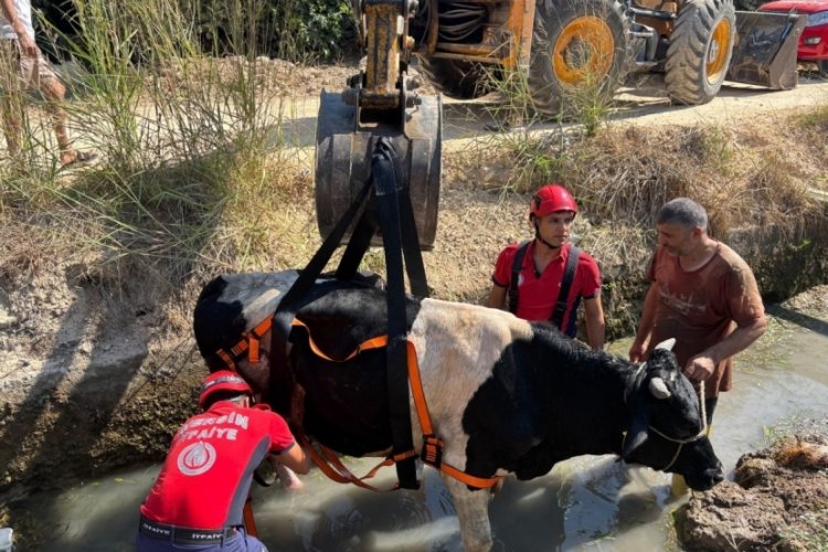 Sulama kanalına düşen inek için seferber oldular
