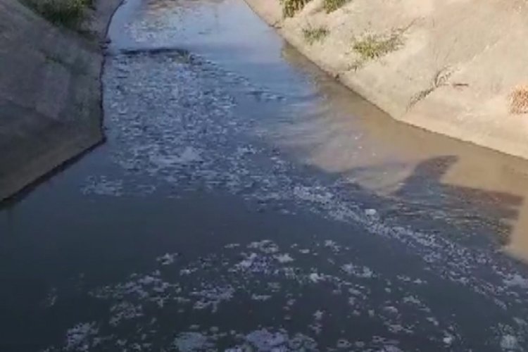 Sulama kanalı kirlilikten köpürdü, balık ölümleri görülmeye başladı