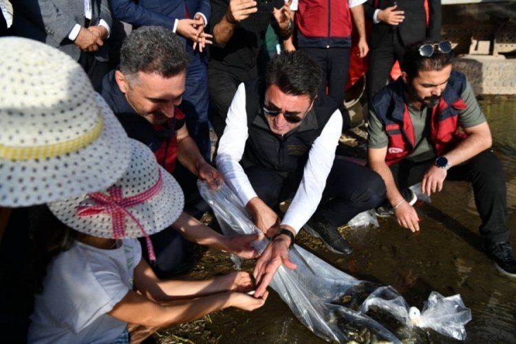 850 bin adet balık suyla buluşturuldu