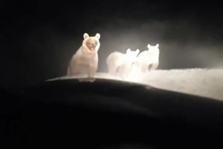 Yolda ilerlerken bir anda karşılarına çıktı