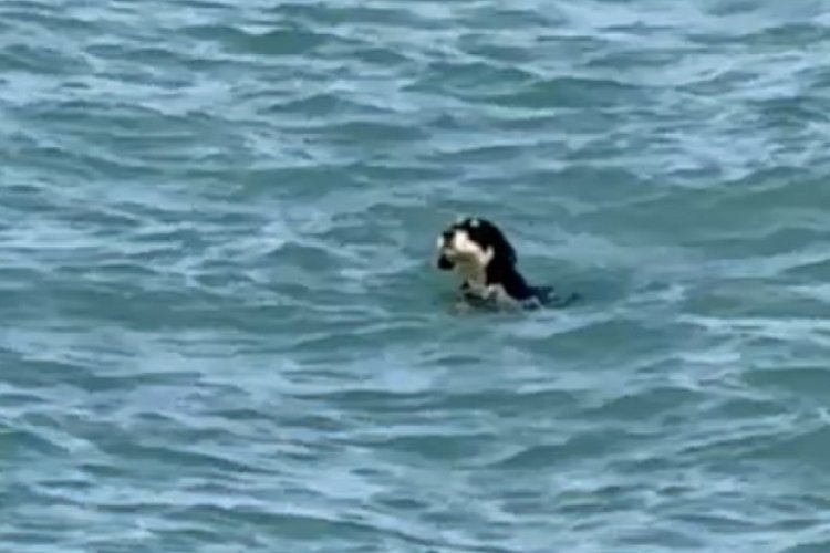 Sıcaktan bunalan köpekler yüzerek serinledi