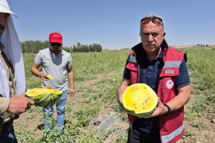 Van'da sarı karpuz dönemi başladı