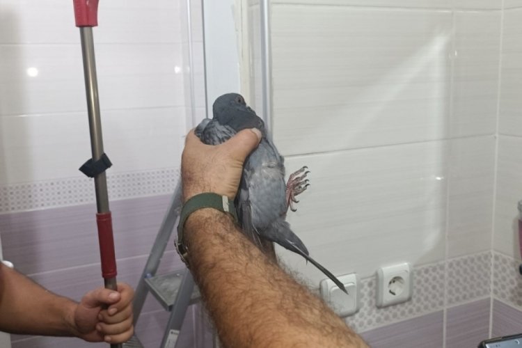 Batman'da site bahçesinde sıkışan güvercin kurtarıldı
