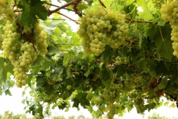 Sıradan üzümlerden çok farklı: Tekirdağ'da dikkat çeken hasat