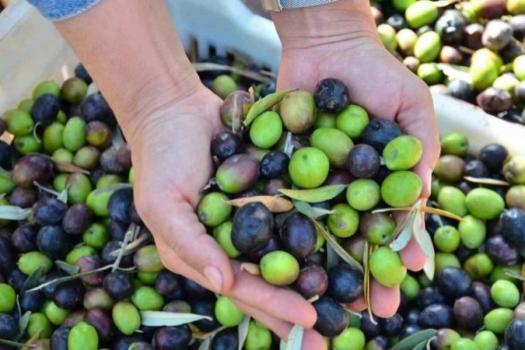 Bursa'da zeytin üretiminde bu yıl düşüş bekleniyor!
