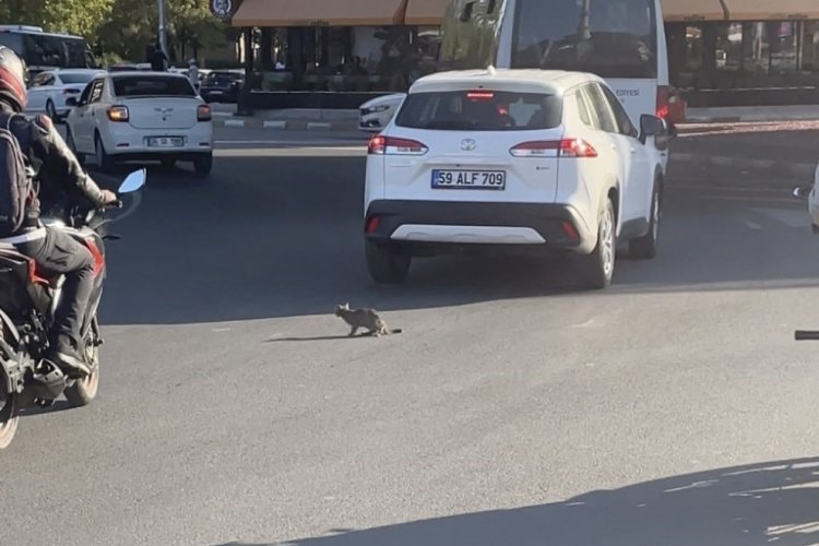 Yavru kedi trafikte sürücülere zor anlar yaşattı