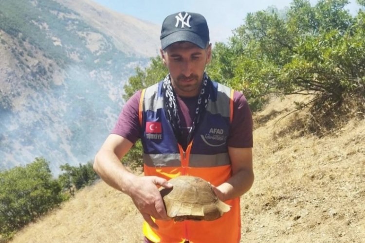 AFAD gönüllüsü yangın bölgesindeki kaplumbağayı kurtardı