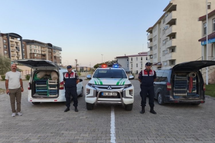 Kaçak kurbağa avcılığına jandarma operasyonu