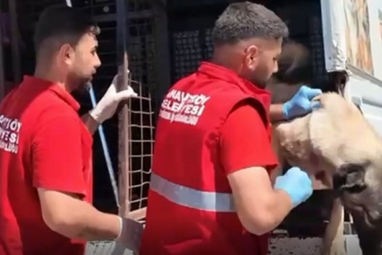 Valilik yazı göndermişti: Sahipsiz hayvanlar toplanmaya başlandı
