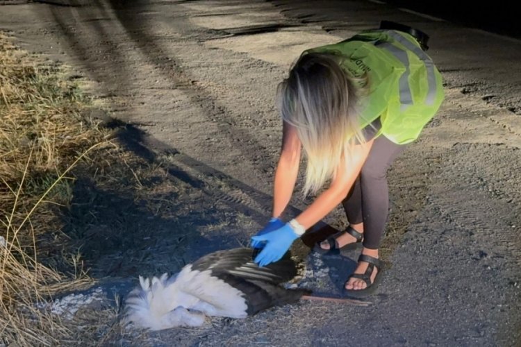Elektrik akımına kapılan 15 leylek öldü!