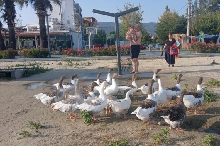 Şartlı tahliye edilen kazlar tatilcilerin ilgi odağı oldu

