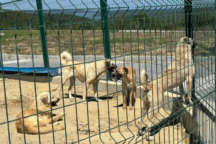 Arnavutköy'de başıboş köpekler toplanmaya başlandı