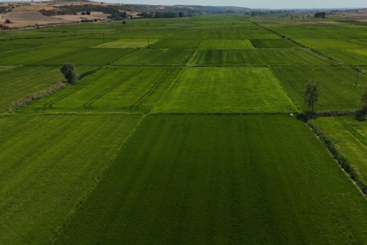 Edirne'de sağanak yağış ekili ürünlere can suyu oldu