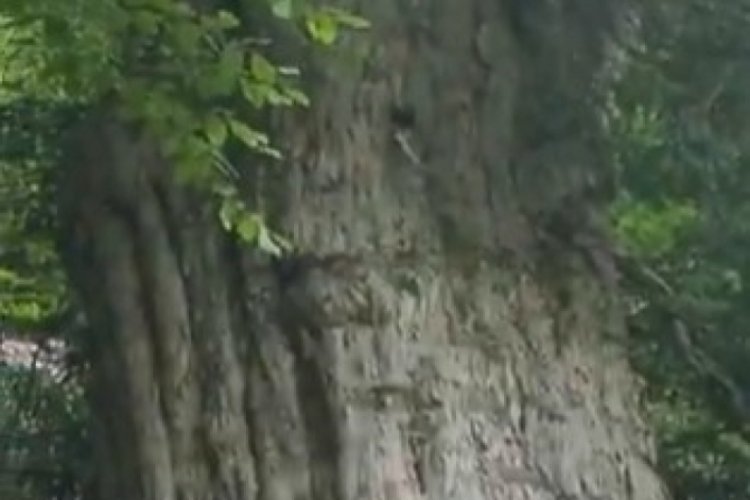 Yeryüzündeki en yaşlı ağaçlardan birisi Türkiye'de: 4121 yıllık porsuk