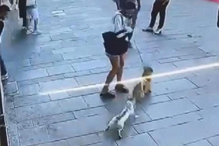 'Muhtar' isimli kedi, sahipli köpeğe saldırdı!
