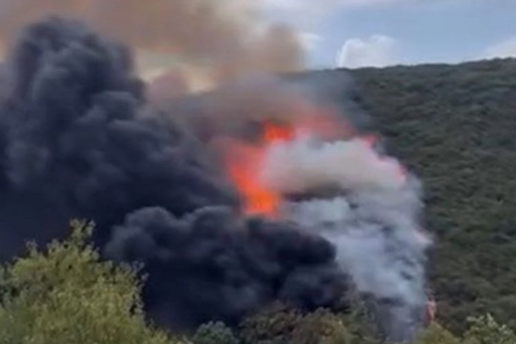 Kocaeli'de orman yangını