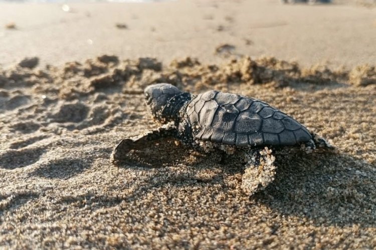 Kuşadası'nda koruma altındaki yuvadan ilk yavrular denize ulaştı